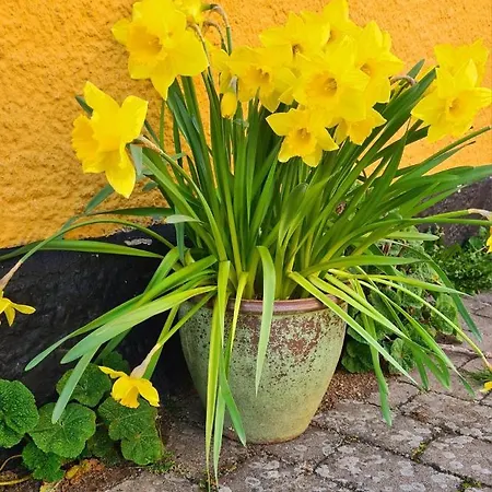 Sydfynsk Idyl Taet Pa Det Hele.